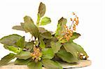 bunch of holy basil tulasi herb with seeds on stone plate isolated with clipping path