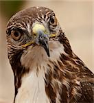 Portrait of a beautiful raptor or bird of prey