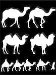 Camel and dromedary silhouettes in different poses and attitudes