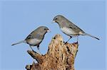 Pair of Dark-eyed Junco (hyemalis) on a stump with a blue sky background