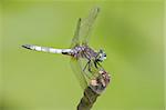 Blue Dasher Dragonfly (Pachydiplax longipennis) perched on a stick