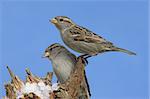 House Sparrow (Passer domesticus)  perched on a snow covered stump with a second bird coming in to land