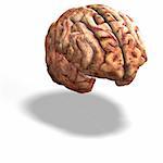 3d render of a human brain with clipping path