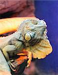 iguana. Family of large lizards adapted conditions of a dry climate