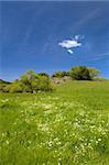 Douglas' Meadowfoam, Limnanthes douglasii, in Green Grass with Blue Sky Vertical