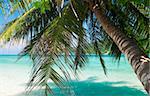 Coconut palm tree with sea at Perhentian Island, Malaysia.