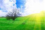 field of green grass and tree on sunrise background