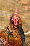 Close-up of Wild Rooster with Orange Feathers