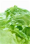 Green lettuce and waterdrops