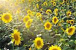 sunflower field