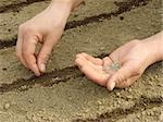 woman hands sowing seeds