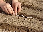 woman hands sowing seeds on tape