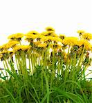 A photography of beautiful yellow isolated dandelion