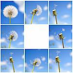 Beautiful dandelion collage