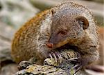 Banded Mongoose (Mungos mungo)