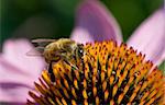 Macro shot of honeybee on flower