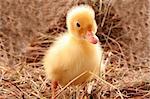 yellow fluffy duckling on the hay