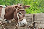 A cute donkey near a wooden cart - shot in Dobrogea, Romania