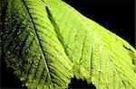 green leaf with water drops