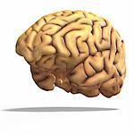 schematic render of a brain with clipping path
