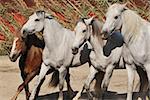 three white horses and one brown pony together