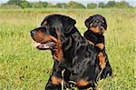 portrait of an adult rottweiler and his puppy in a field
