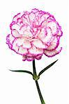 Beautiful pink flower on a white background