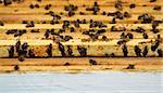 Bees gathering in the frames of a manmade hive