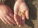 woman hands with pumpkin seeds