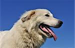 portrait of a pyrenean mountain dog on a blue sky