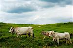 Cow migration trough green fields