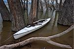 white decked expedition canoe with paddle and hat in a submerged cottonwood forest on mountain lake