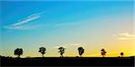 Beautiful cloudy and colored evening sky behind a line of trees