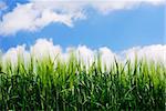 Green wheat plant details