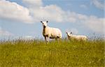 Curious sheep on a dike