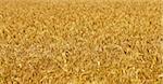 image of golden wheat field, natural background