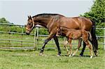 Mother horse and her foal in the field