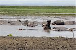 Hippo sleep in the pool in the Lake Manyara National Park - Best of Tanzania