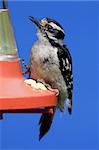 Downy Woodpecker (picoides pubescens) on a Hummingbird feeder with a blue sky background