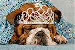 english bulldog wearing princess tiara peaking out from under blue blanket