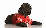 american cocker spaniel puppy wearing red football jersey