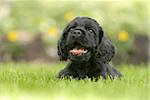 american cocker spaniel puppy laying in the grass with his tongue out panting - six weeks old