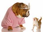 dog and cat fight - spoiled english bulldog with annoyed kitten