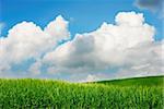 Green wheat fields with blue sky