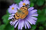 butterfly on sapphirine flower close up