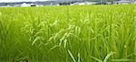 Green rice field in japan