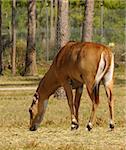 Antelope grazing in natural environment