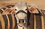 Bullock for sale at the Nagaur Cattle Fair, Rajasthan, India