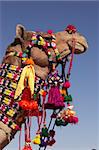 Head and neck of a camel decorated with colorful tassels necklaces and beads. Desert Festival, Jaisalmer, India