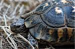 Turtle reptile in natural habitat.